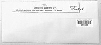 Cytospora pinastri image